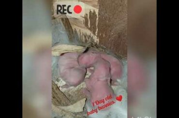 1 Day Old Lion head Baby Bunnies