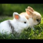 The cutest baby bunny rabit compilation|cute baby rabits|rabits|baby rabits|rabits videos|video 2020