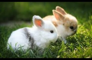 The cutest baby bunny rabit compilation|cute baby rabits|rabits|baby rabits|rabits videos|video 2020