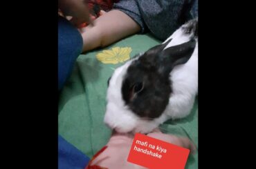 MY PET RABBIT PLAYING