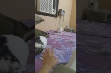 Cute rabbit playing and binkying...