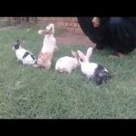 My cute baby rabbits playing and eating food in fields grass   Baboom Life