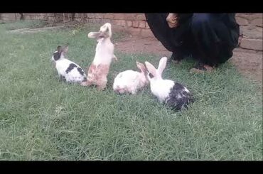 My cute baby rabbits playing and eating food in fields grass   Baboom Life