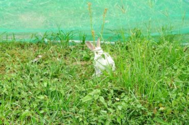 Cute baby rabbits finding food in my garden - Maaboom Lifefe