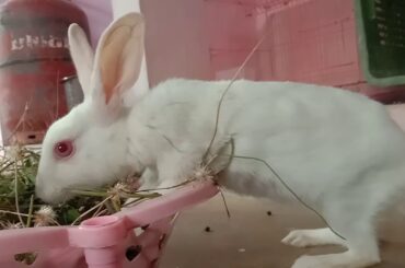 Cute rabbits...nicy kutti🥰pursekutti
