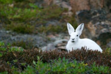 Funny  Baby Bunny Rabbit Videos. Baby Animals Video Compleation 2020.