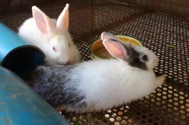 Cute  Rabbits Eating - Funny and Cute Baby Bunny Rabbit Videos - Baby Animal Video Compilation 2020