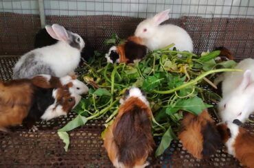 Cute Baby Rabbit Eating Vegetables - Rabbit Eating - Funny and Cute Baby Bunny Rabbit Video - Rabbit