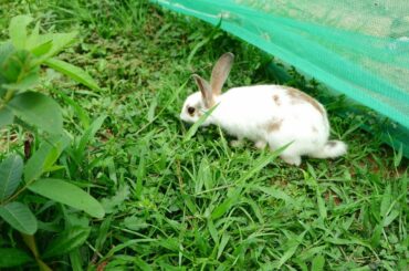 Collection baby rabbits in fields grass - Kaanoom Stylelife