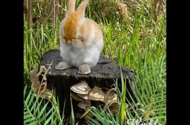 Cute Bunny washing its face 😍