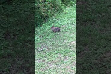 Cute bunny at the golf course