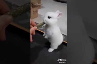 Cute bunny