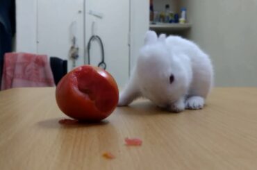 Begum, the baby rabbit. #rabbit #baby #cute