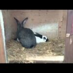 Cute bunny fail
