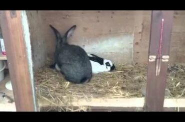Cute bunny fail
