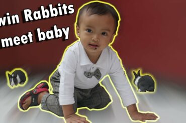 A Cute Rabbit Meets A Baby