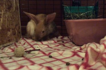 My little baby bunny cookie dough!