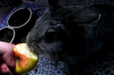 rabbit videos, rabbit videos for kids, rabbit videos funny, rabbit videos cute