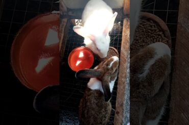 My 2 Rabbit's girl & boy cute...