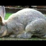 World biggest and cutest rabbit (rabbit digging +eating in one video)