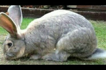 World biggest and cutest rabbit (rabbit digging +eating in one video)