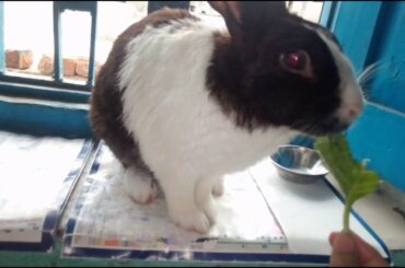Rabbit eating leaves | funny video | Cute rabbit videos🐇🐇