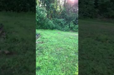 Little cute rabbit (・-・)