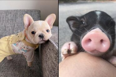 AWW CUTE BABY ANIMALS Videos Compilation cutest moment of the animals - Soo Cute! #41