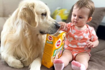 Baby Learning to Feed Golden Retriever Cuteness Overload