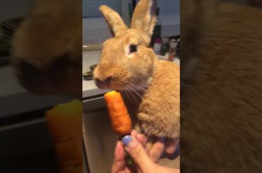 World's cutest bunny eating a carrot!