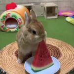Cute Bunny eating Watermelon | The Bunny Nation