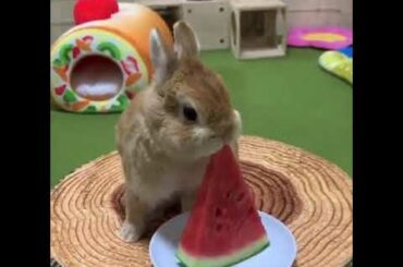 Cute Bunny eating Watermelon | The Bunny Nation