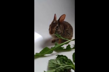 Baby Bunny - Meal time  / 새끼 토끼 - 식사시간