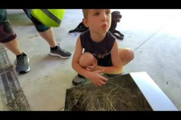 Sad baby rabbit update and a very sad little boy