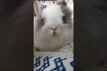 Cute bunny