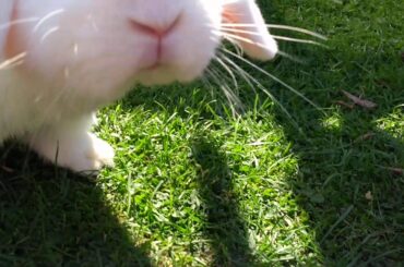 Cute bunny scratch and garden time 😯