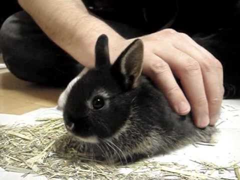 New member baby dwarf rabbit conejito bebe