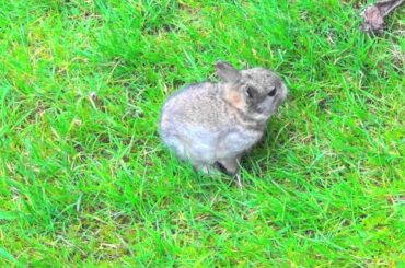 Baby Bunny Rabbit Walking, Running, Eating Outside on Grass