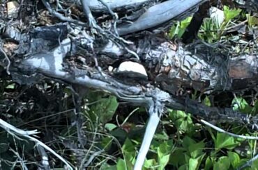 Weasel Dragging off a Dead Baby Rabbit