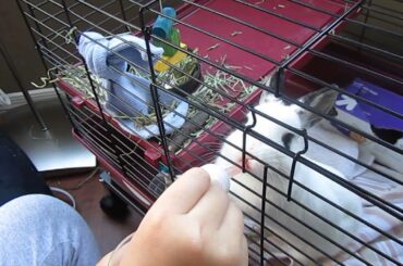 Cute Baby Bunny Drinking Carrot Juice out of a medicine dropper