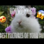 How to take the cutest pictures of your bunny