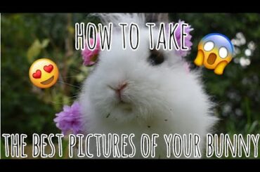 How to take the cutest pictures of your bunny