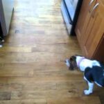 Beagle Puppy and Baby Rabbit Playing