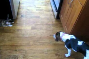 Beagle Puppy and Baby Rabbit Playing