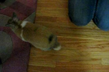 Cute bunny activates roomba