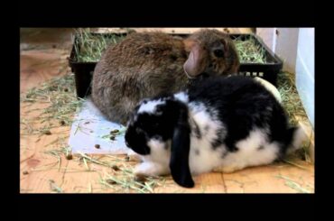 Rabbit Cafe in Tokyo