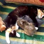 Cat Adopts Baby Bunny (Кошка приняла крольчонка)