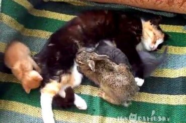 Cat Adopts Baby Bunny (Кошка приняла крольчонка)