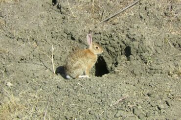 Cute rabbit - Tassajara Ridge Trail - San Ramon, California