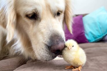 Golden Retriever Meets Newborn Baby Chick for the First Time!